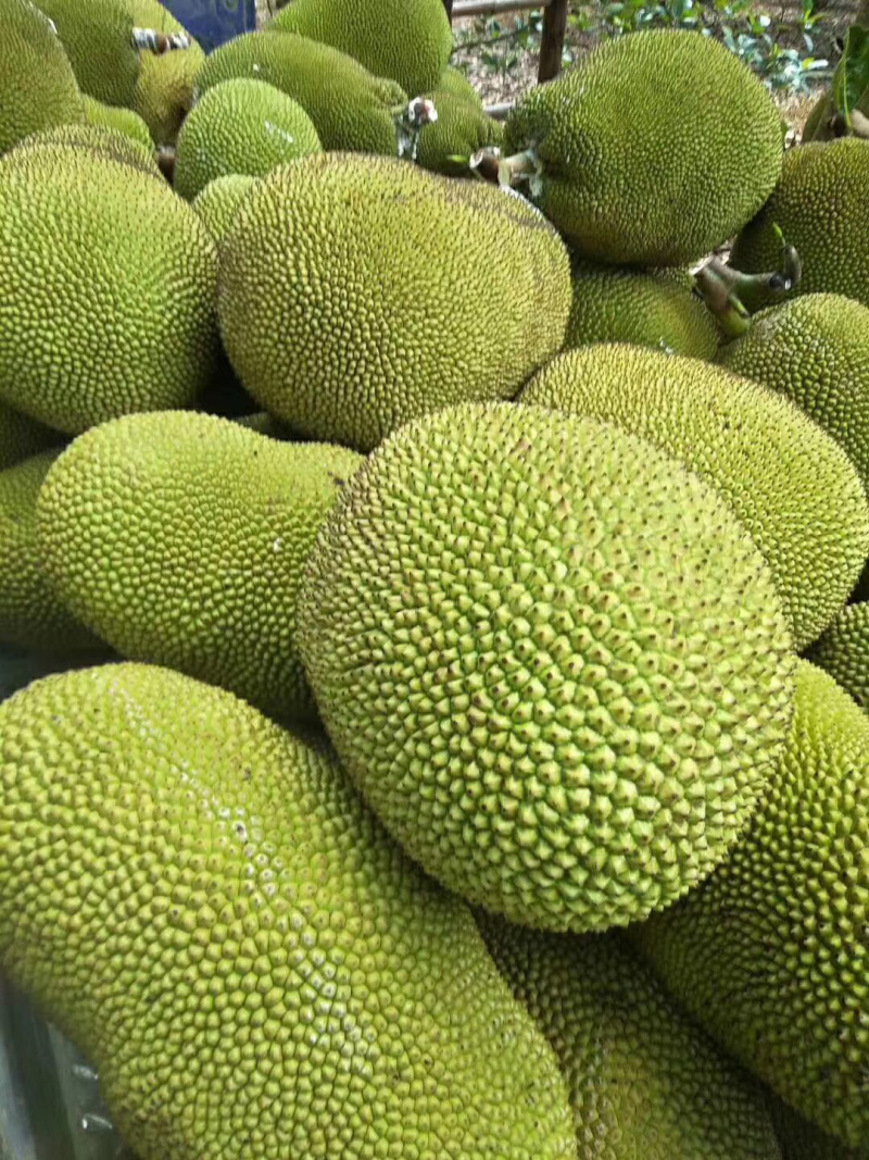 菠萝蜜批发